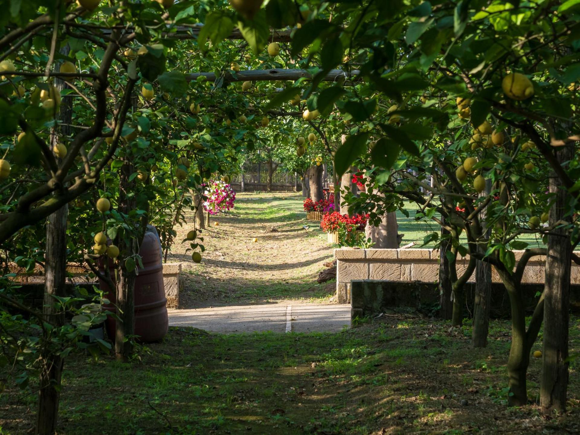 Villa Giardino Di Nonno Lucio - Surrounded By Lemon Tree Piano di Sorrento Exterior foto