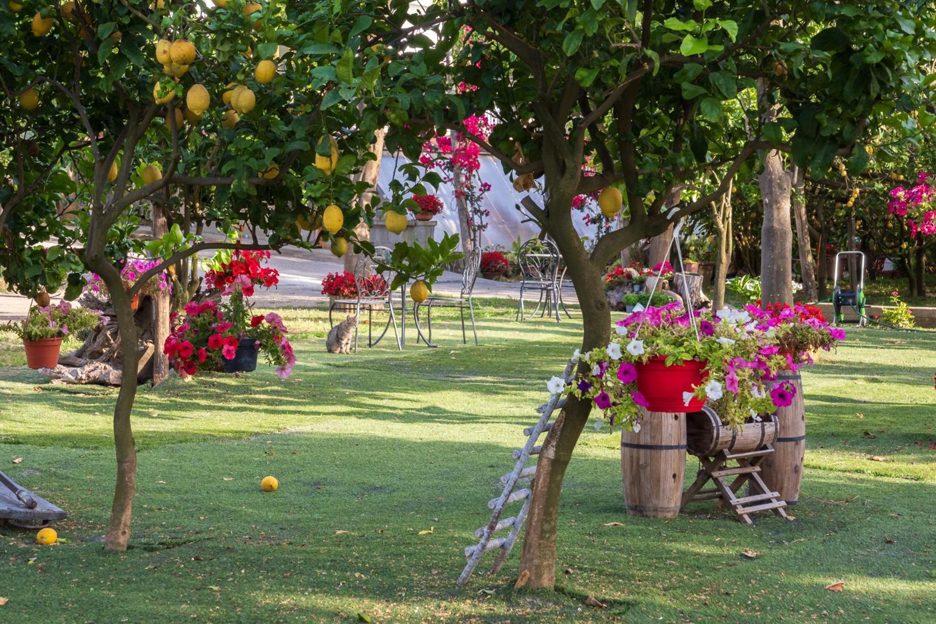 Villa Giardino Di Nonno Lucio - Surrounded By Lemon Tree Piano di Sorrento Exterior foto