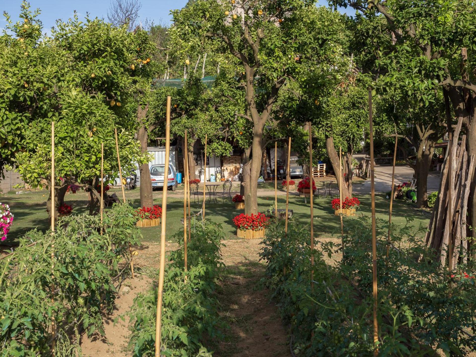 Villa Giardino Di Nonno Lucio - Surrounded By Lemon Tree Piano di Sorrento Exterior foto